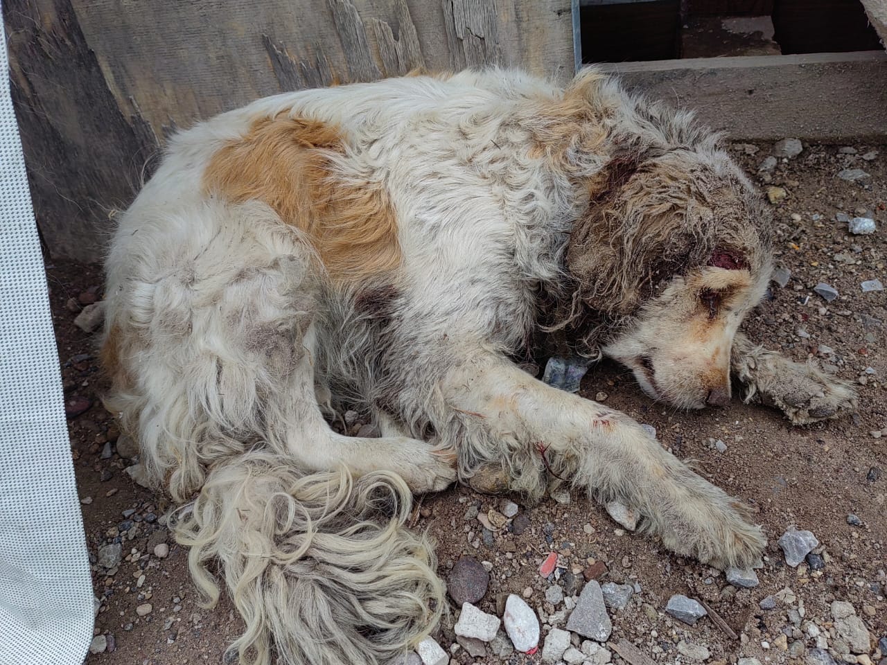 Gracias A Las Campañas De Esterilización Y Adopción Disminuye La